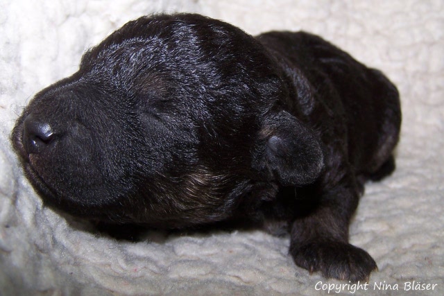 Arc-en-ciel Arlequin 20.01 (14).JPG